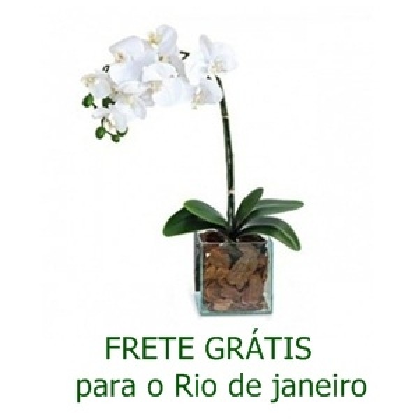 Orquídea Phalaenópsis Branca no Vidro - Floricultura no Flamengo